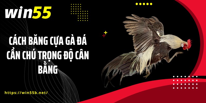 Cách băng cựa gà đá cần chú trọng độ cân bằng