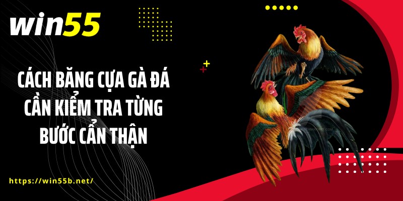 Cách băng cựa gà đá cần kiểm tra từng bước cẩn thận