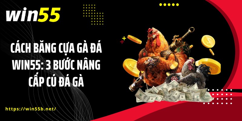 Cách Băng Cựa Gà Đá WIN55:  3 Bước Nâng Cấp Cú Đá Gà