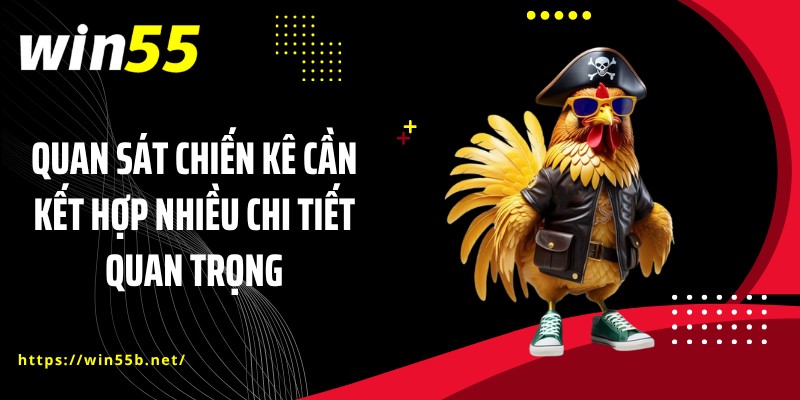 Quan sát chiến kê cần kết hợp nhiều chi tiết quan trọng